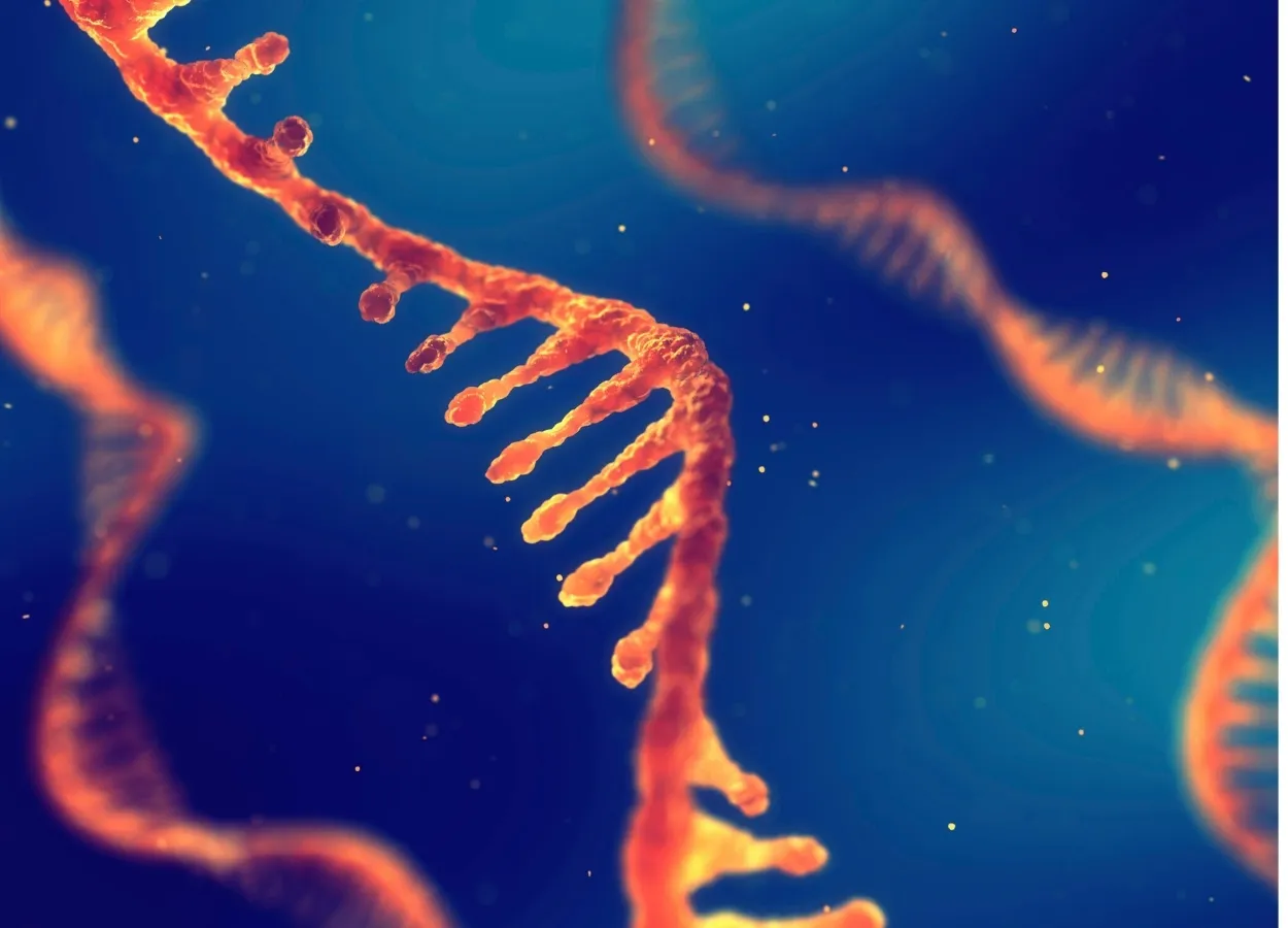 Scientist unfolds the mystery of RNA molecules folding