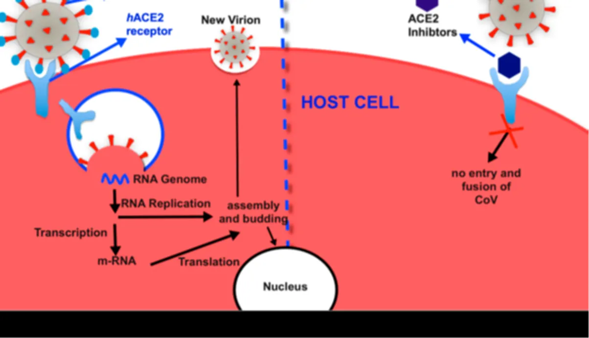 Bioflavonoids Used in Citrobioshield Effectively Control Coronavirus in ICU and Wards