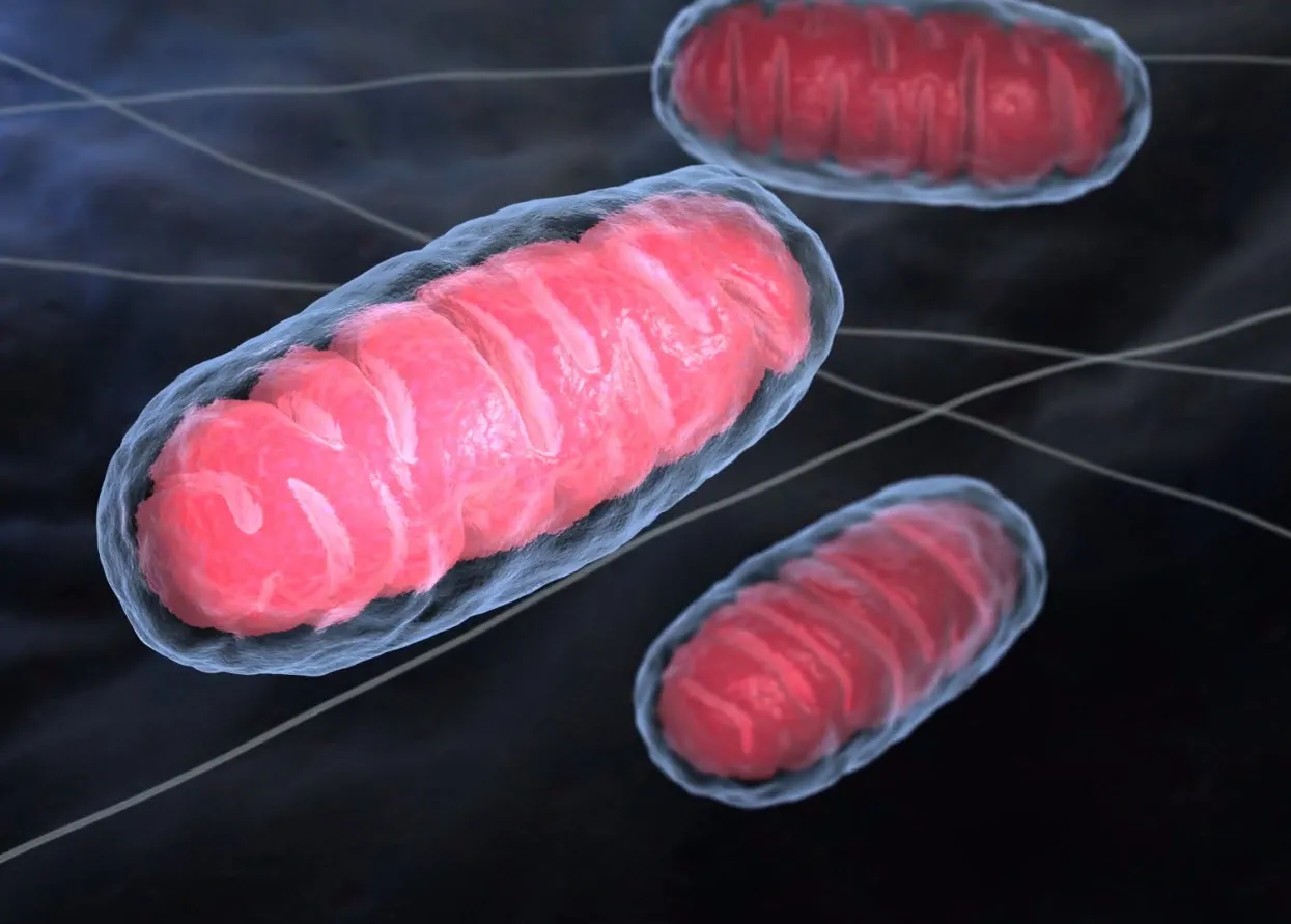 New hope for mitochondrial disorders