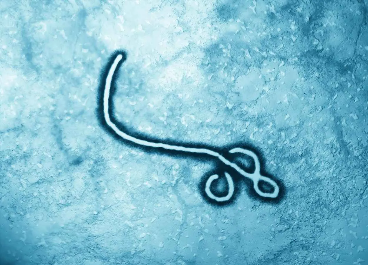 Some antibodies can broadly neutralize ebolaviruses Study
