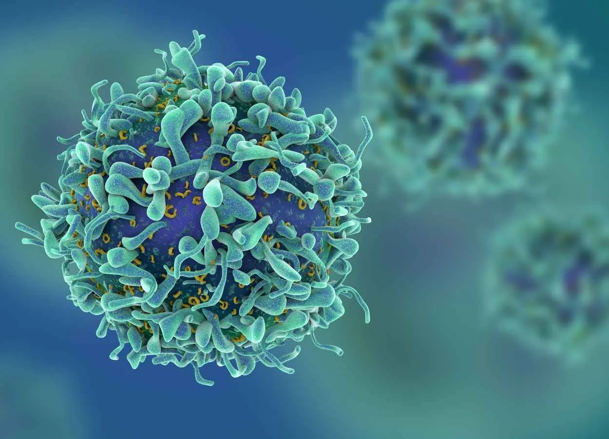 Antiviral T cells safe and effective for treating debilitating complication common after stem cell transplants
