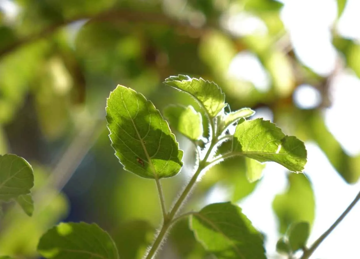 Basil Tulsi in Cosmetics