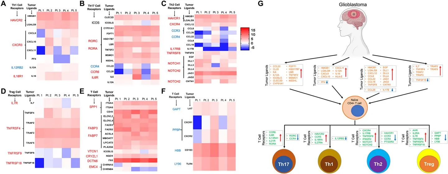 Genome wide DNA methylation landscape reveals glioblastomas influence
