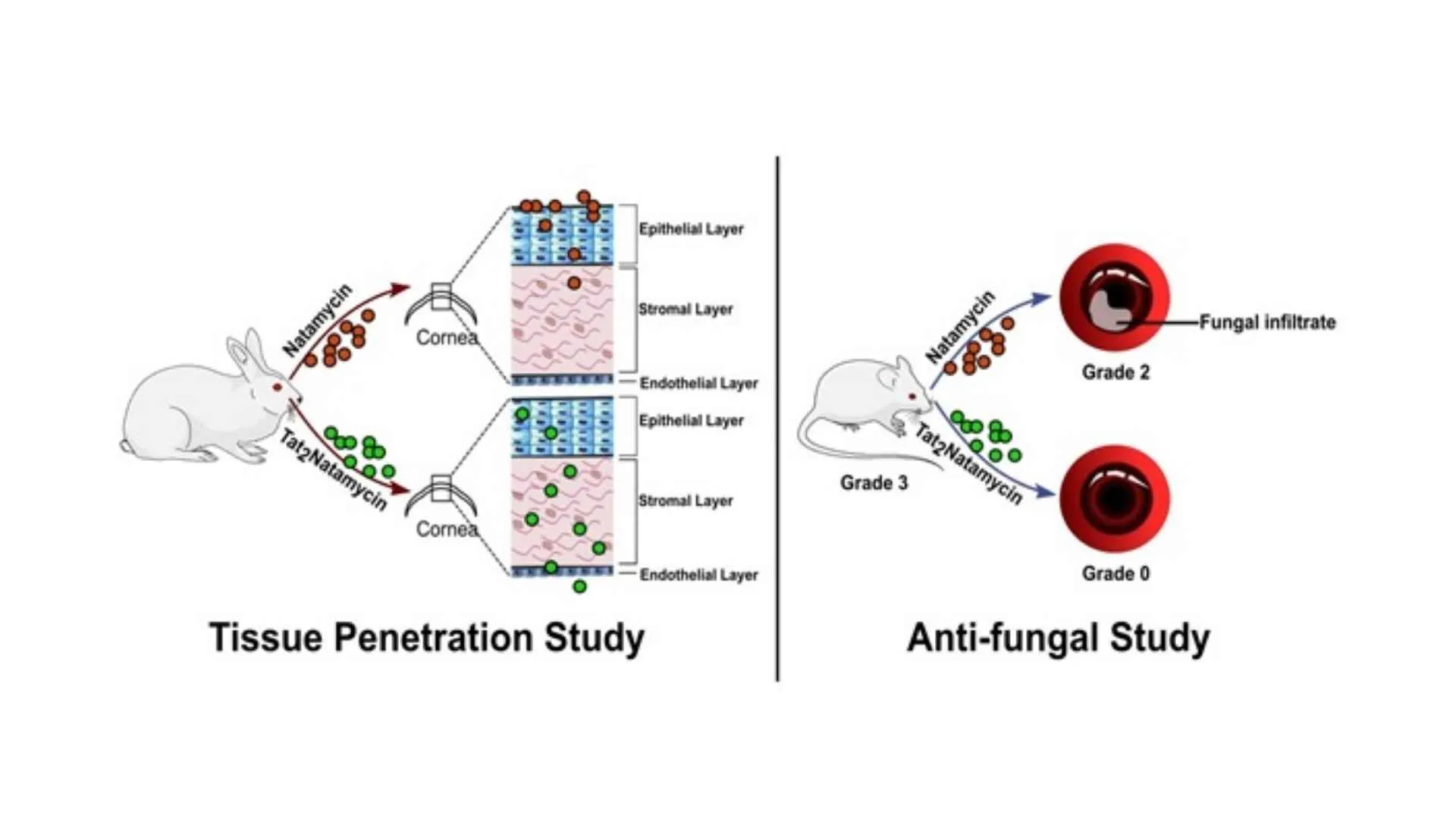 Scientists devise new strategy for combating fungal eye infection