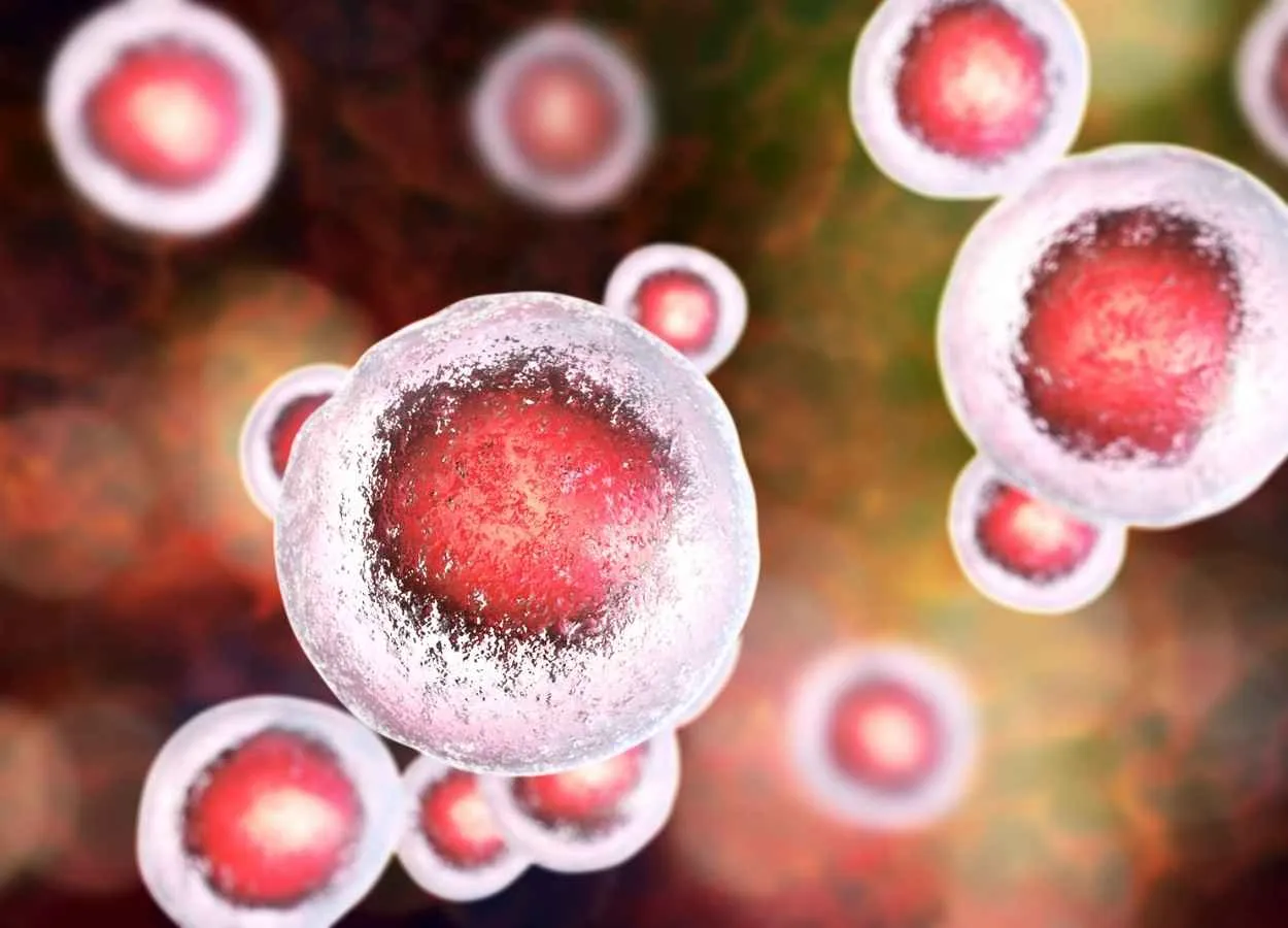USC Stem Cell scientists explore the latent regenerative potential of the inner ear