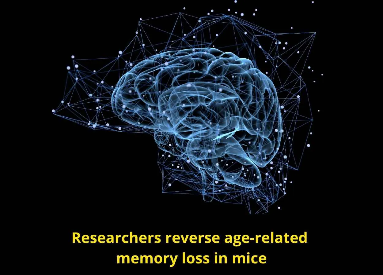 Researchers reverse age-related memory loss in mice