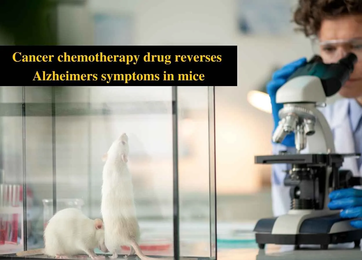 Cancer chemotherapy drug reverses Alzheimer symptoms in mice