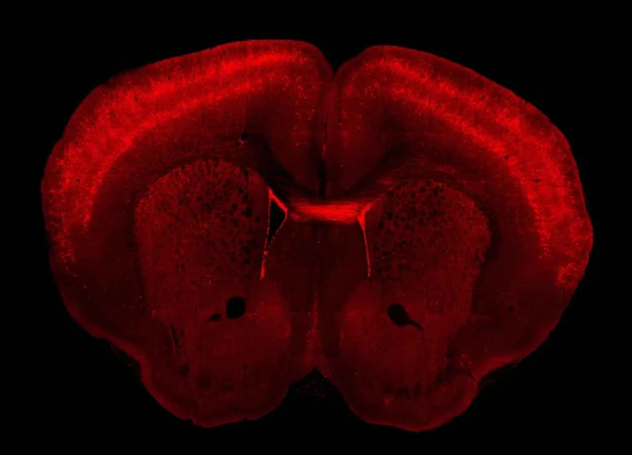 Neuroscientists roll out first comprehensive atlas of brain cells