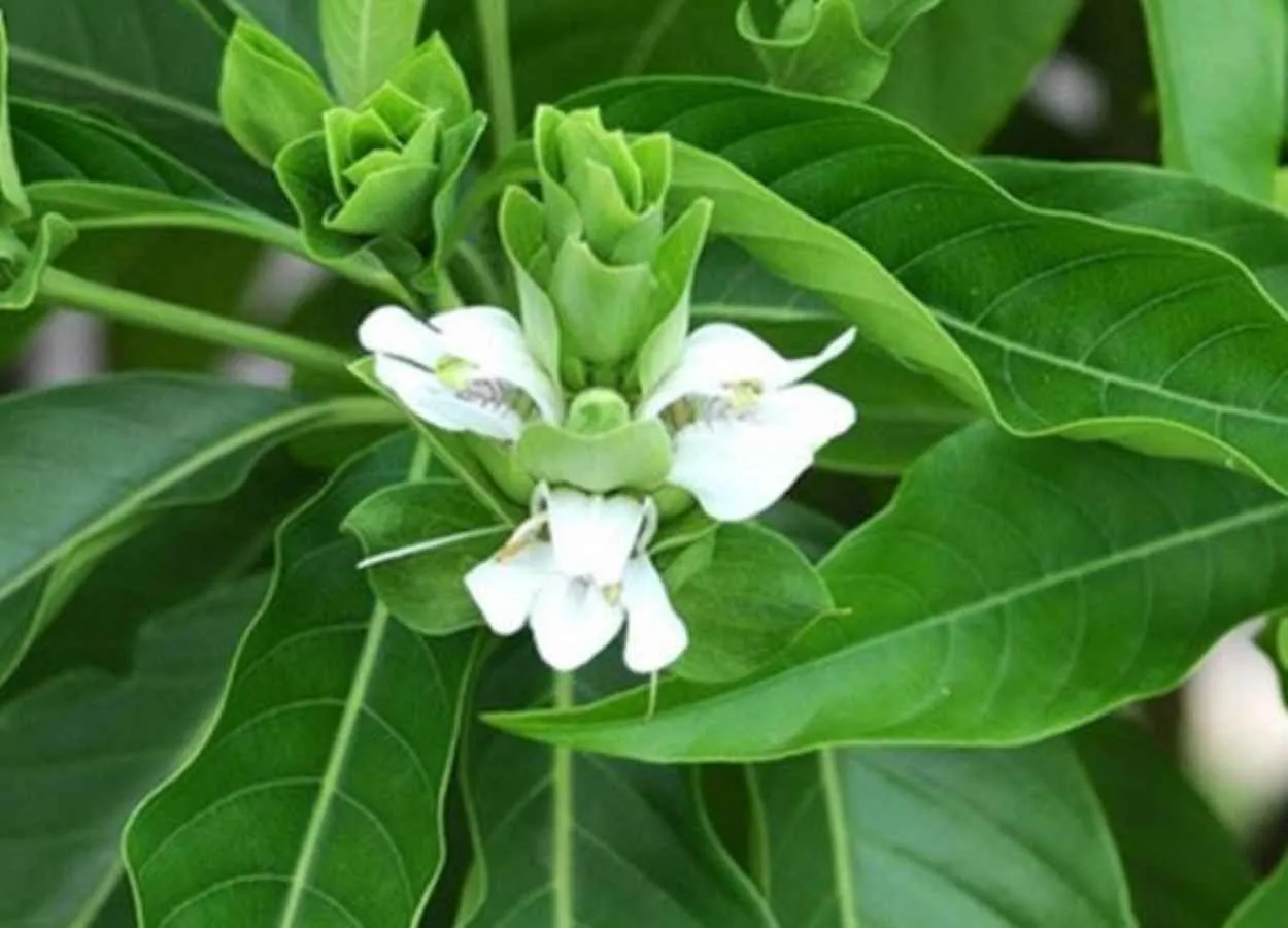 TRADITIONAL USES OF ADHATODA VASICA, ARADUSO