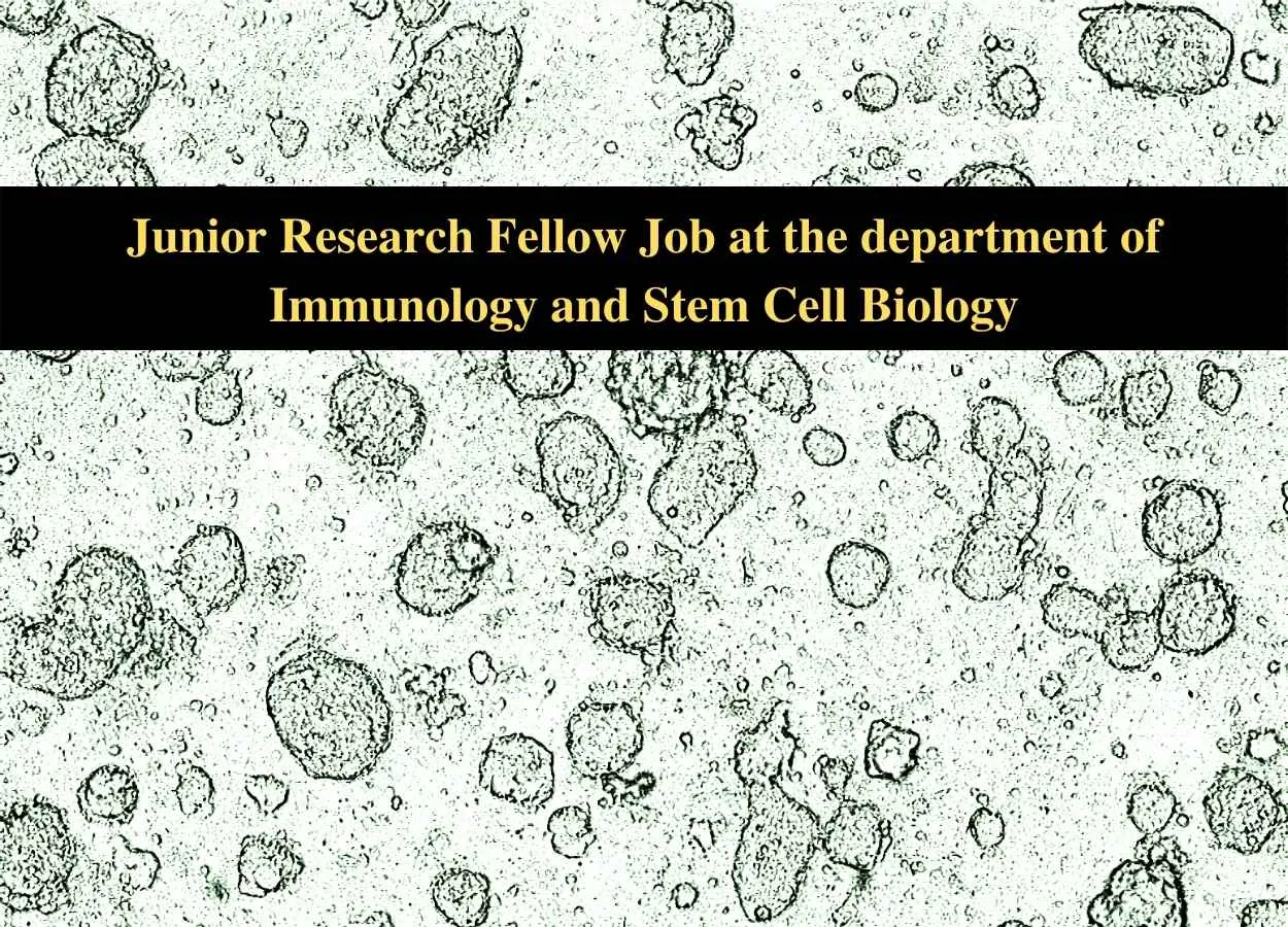 Junior Research Fellow Job at the department of Immunology and Stem Cell Biology
