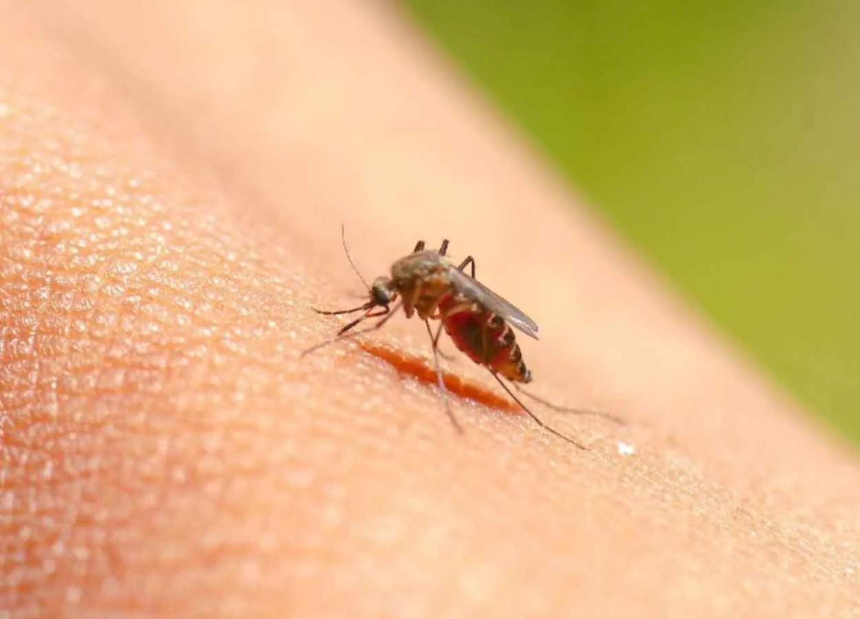 New knowledge about naturally acquired immunity may improve vaccines