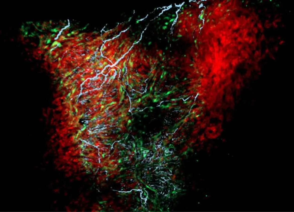 New cell, shown to regulate heart rate