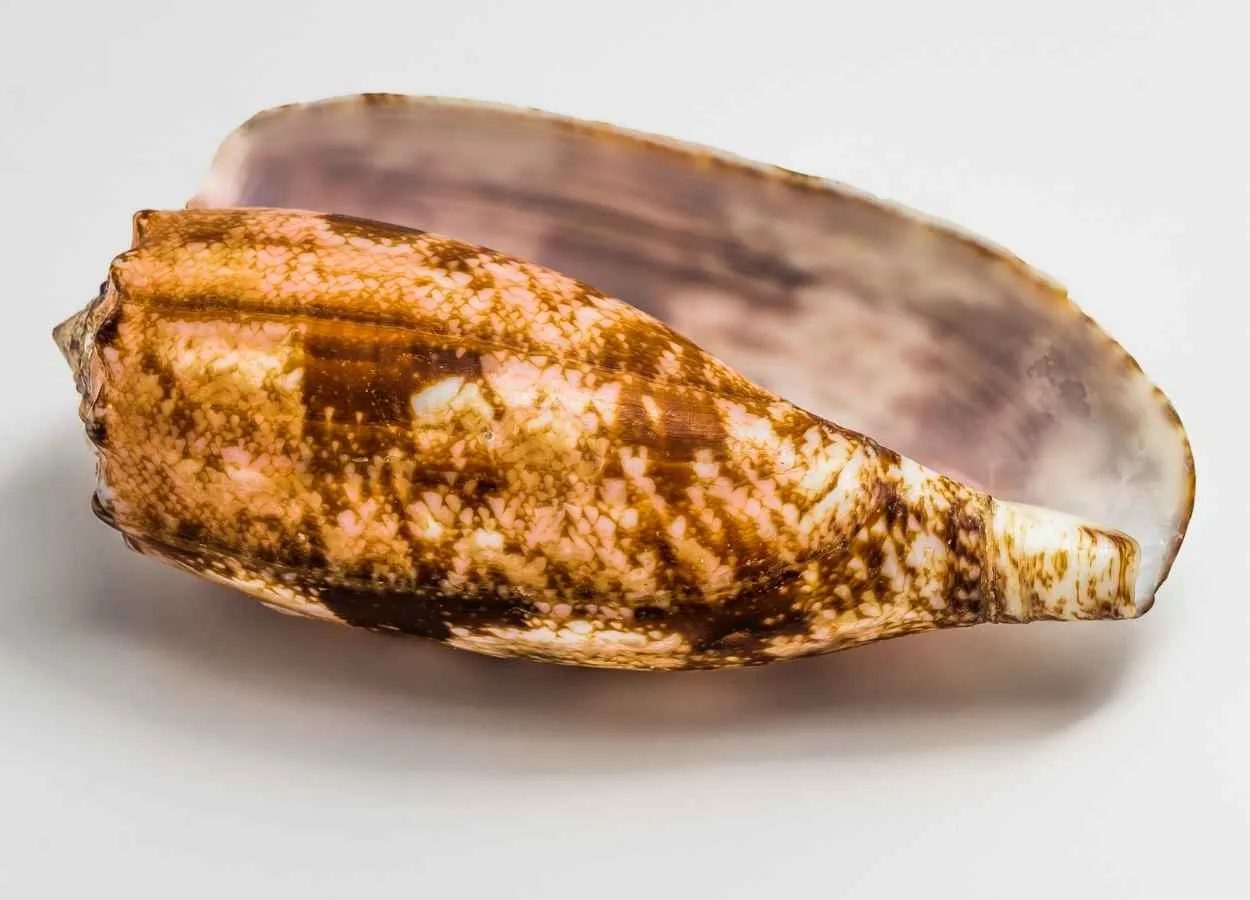 Venom of Cone Snail Could Lead to Future Diabetes Treatments