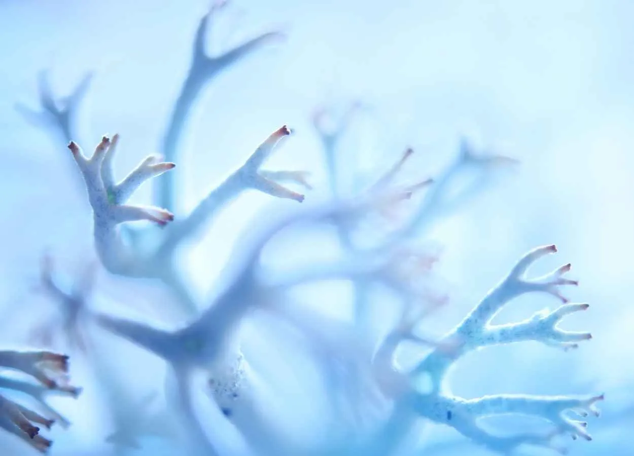 Ciclopirox olamine & Ciclopirox