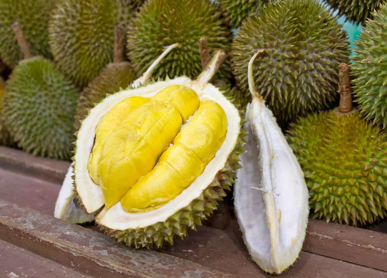 Durian the King of fruits for health PharmaTutor