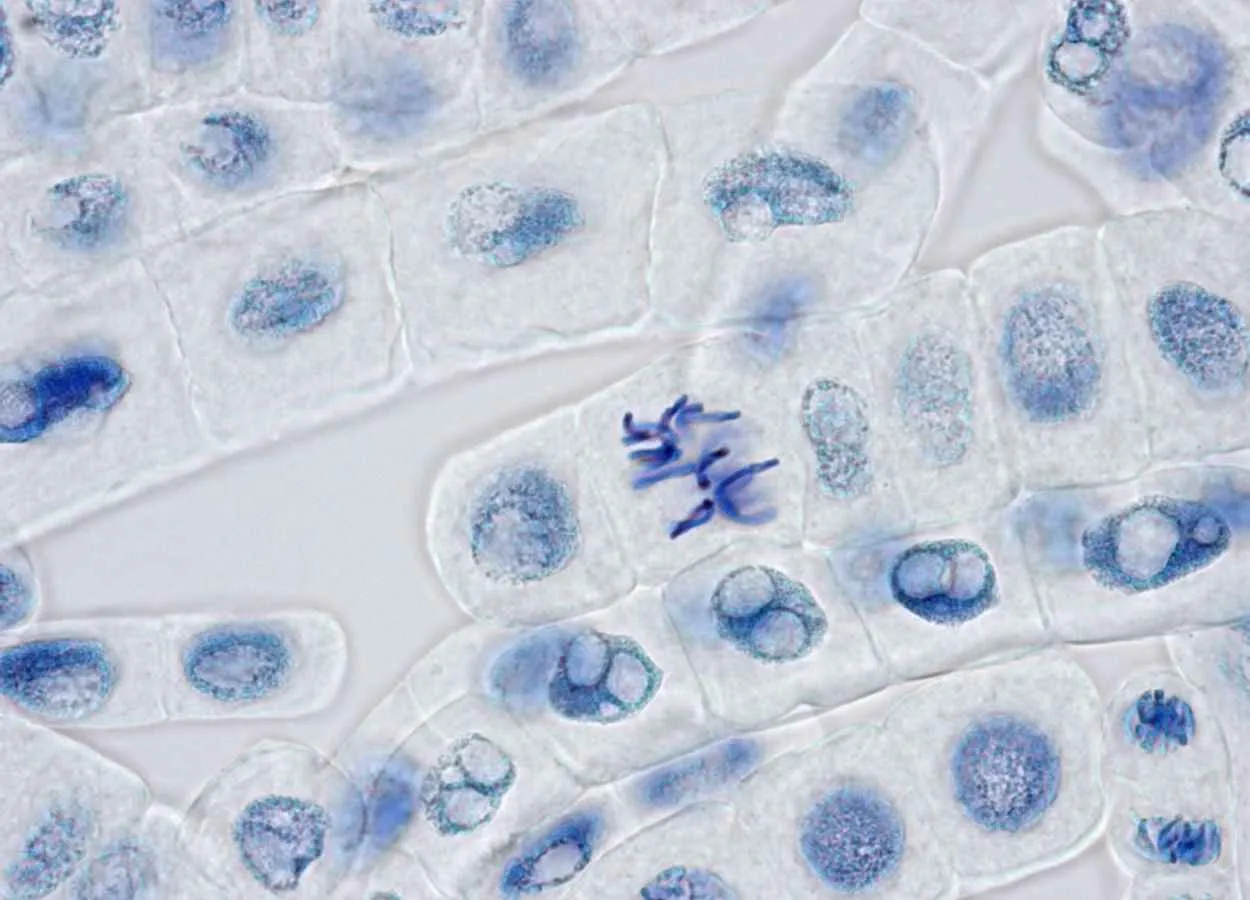 Nuclei-free Cells Prove Utility in Delivering Therapeutics to Diseased Tissues