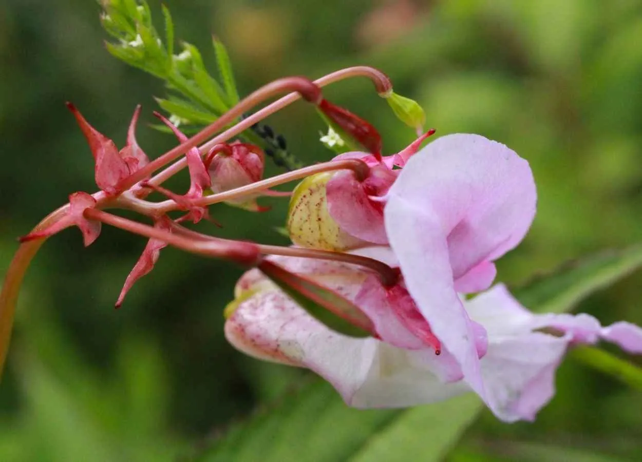 Phytochemical in a Himalayan plant inhibits the COVID-19 virus