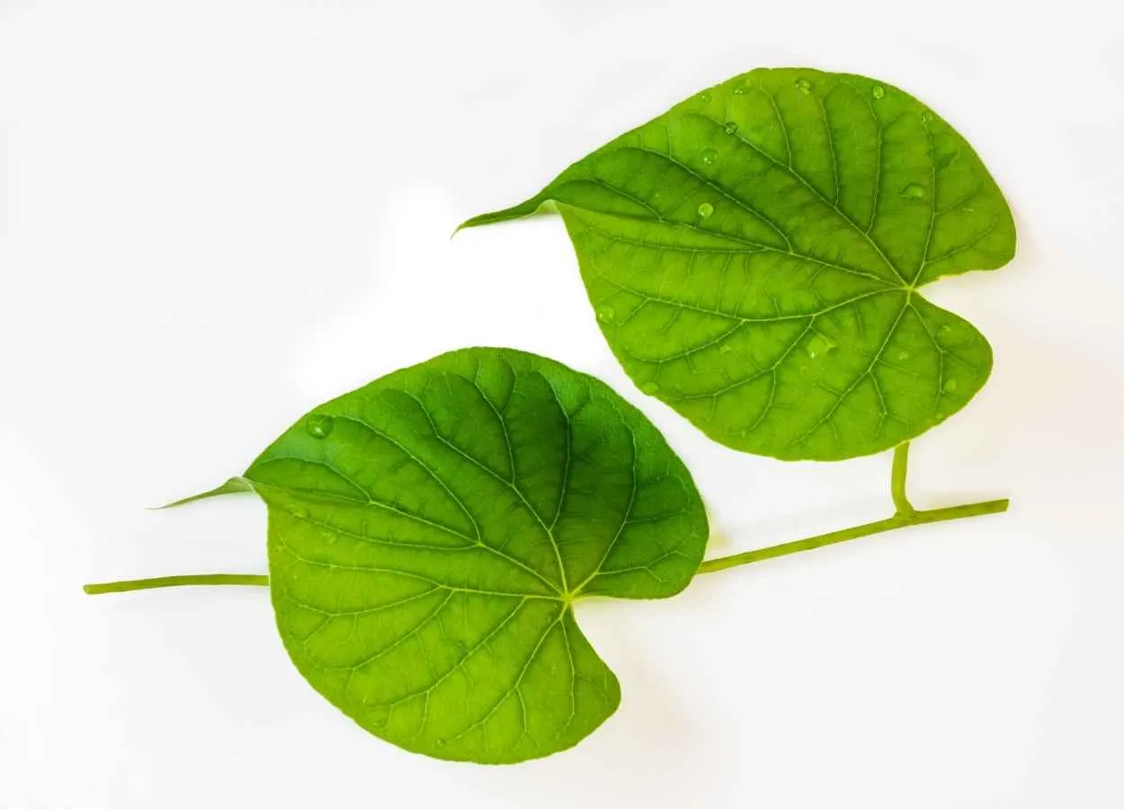 Guduchi is safe and does not produce any toxic effects