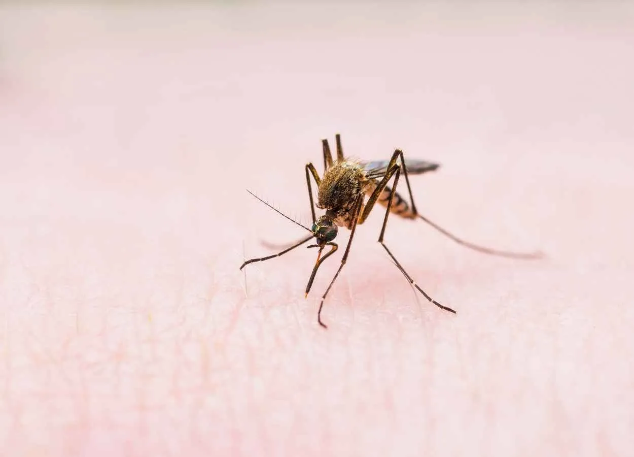 NIAB discover potential biomarker for Japanese encephalitis virus
