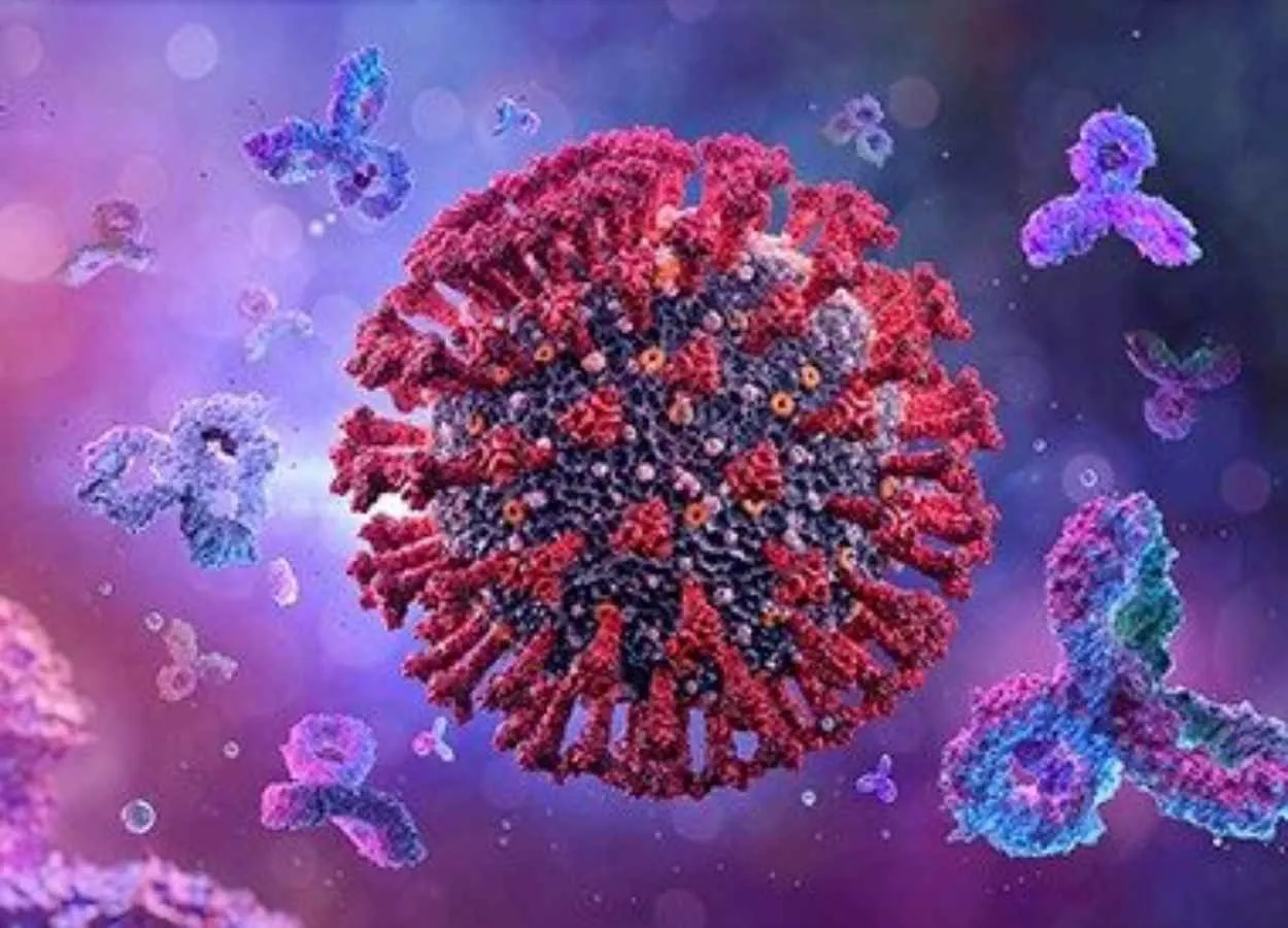 Common coronavirus infections don’t generate effective antibodies against SARS-CoV-2