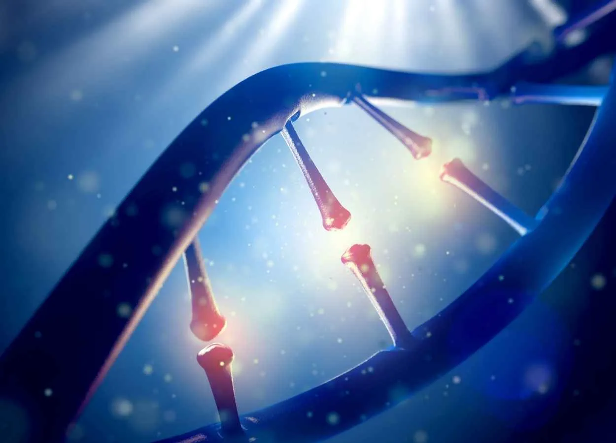 Researchers generate the first complete, gapless sequence of a human genome