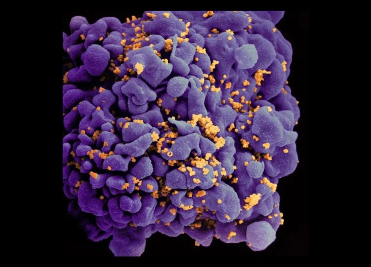 Combination Anti-HIV Antibody Infusions Suppress Virus for Prolonged Period