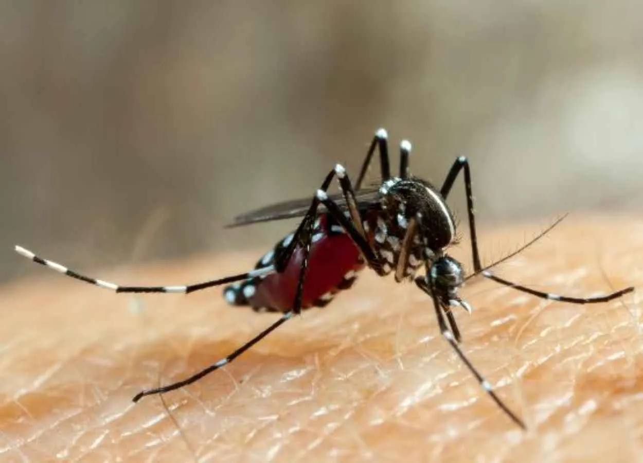 Targeting mosquito spit to halt virus spread