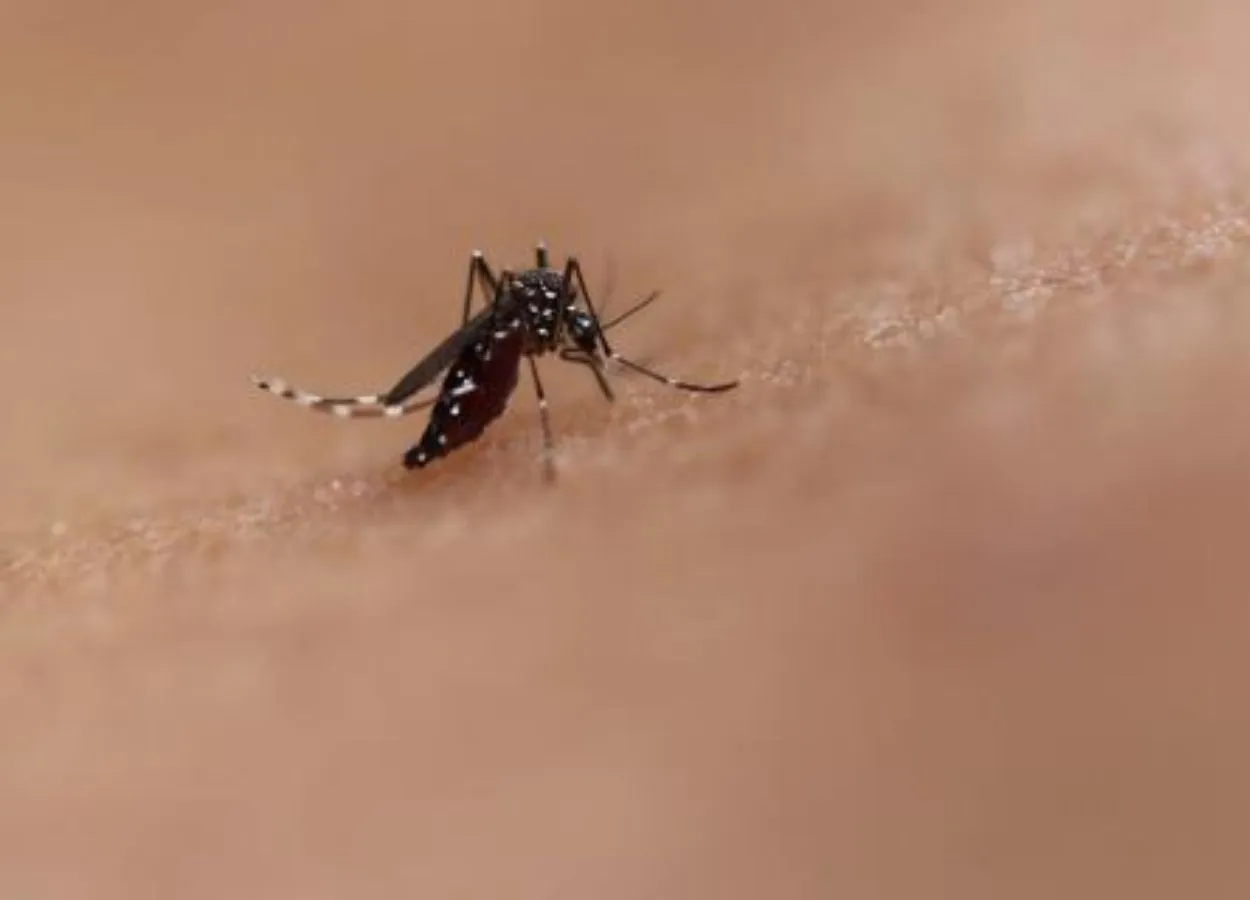Vaccine for Rare but Deadly Mosquito-Borne Viruses Shows Promise in Clinical Trial