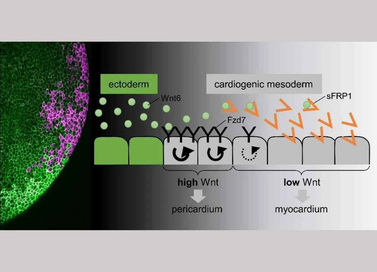 Future medical applications in drug design Research team studies role morphogens play in tissue patterning in heart development
