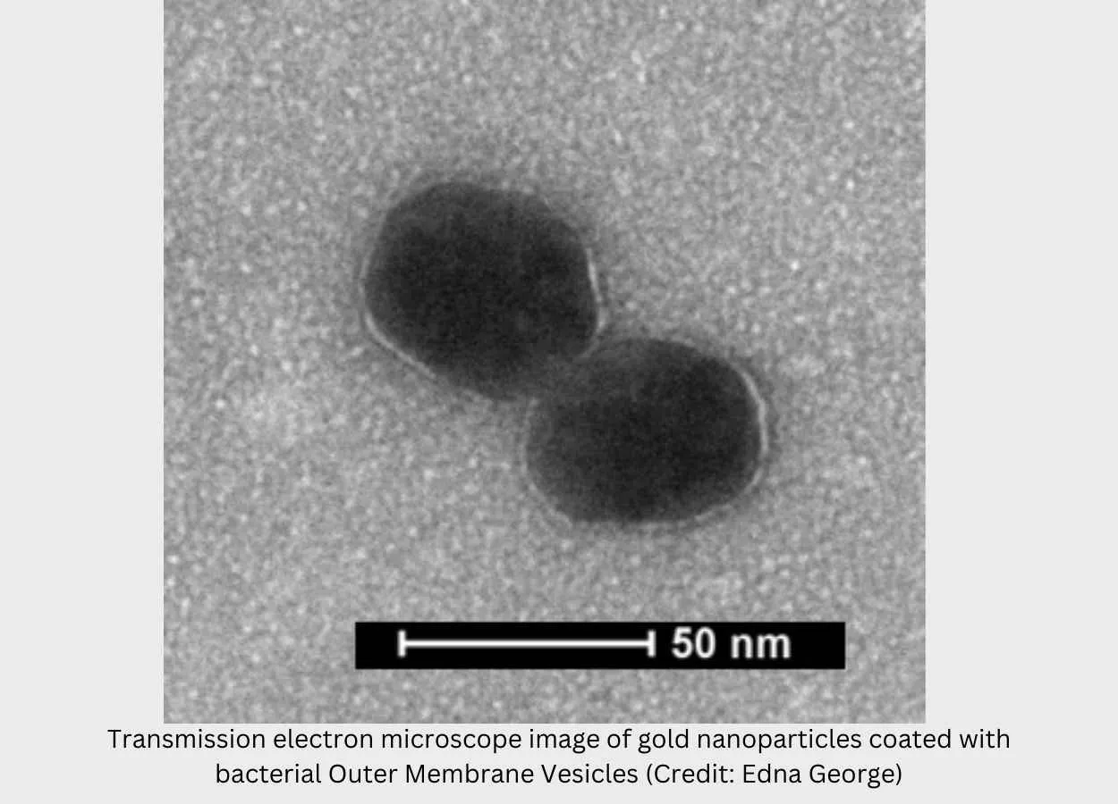 Bacterial vesicles coated on gold nanoparticles to combat TB