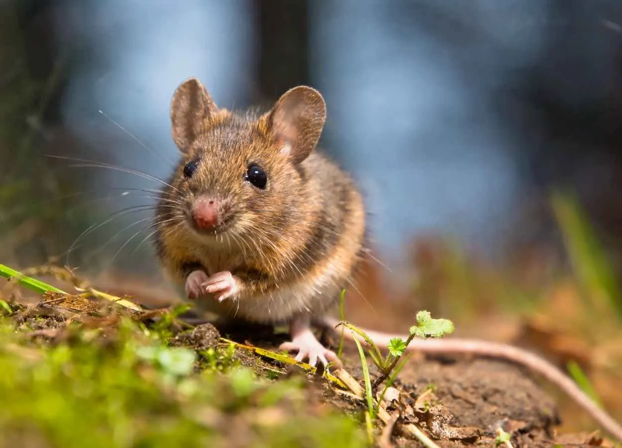 Fasting-Mimicking Diet Reduces Signs of Dementia in Mice