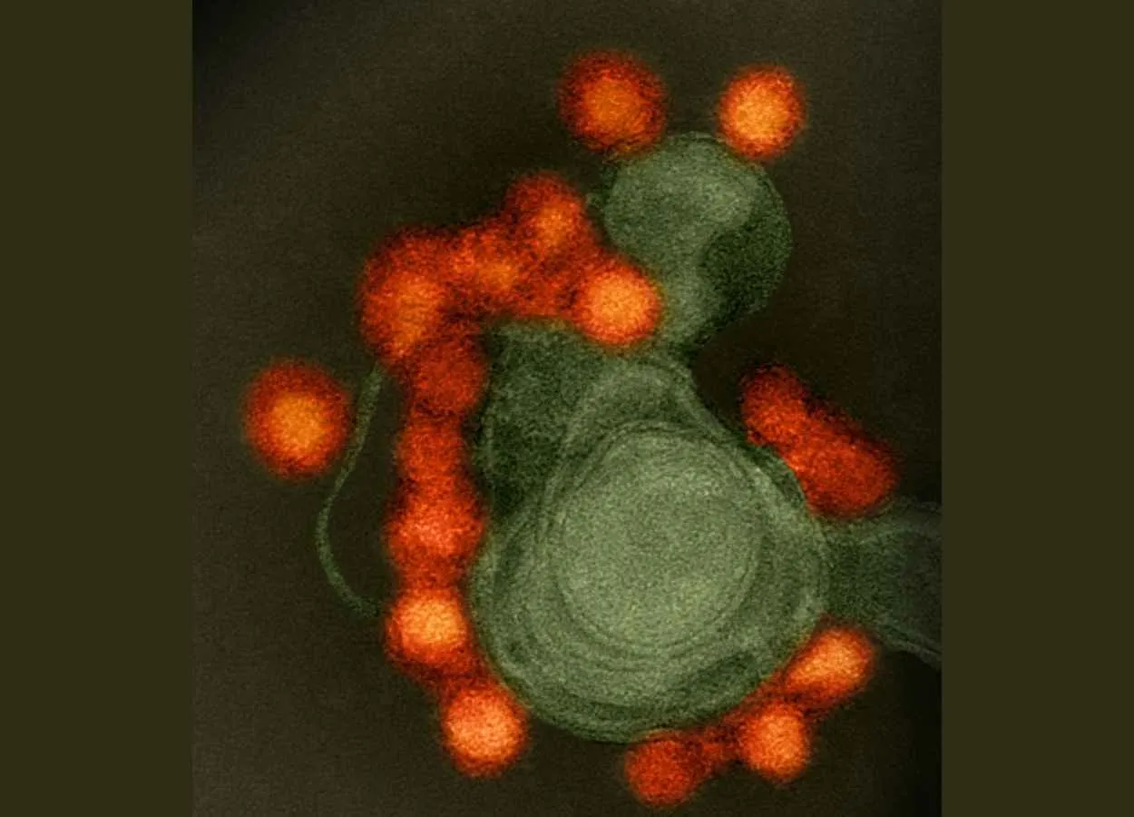 How human cells become Zika virus factories