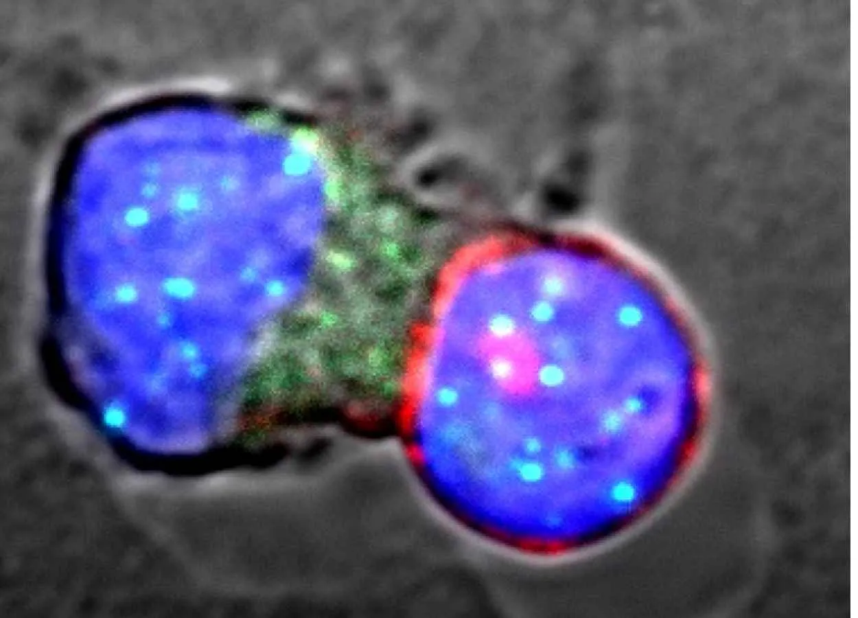 New mechanism extends life of immune system