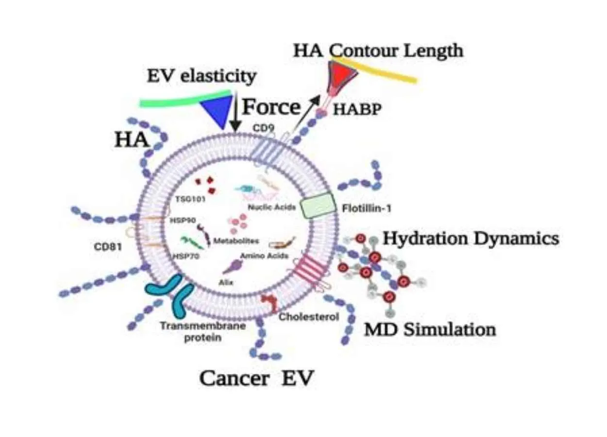 Sugar-coated pouches in body fluids can help detect cancer