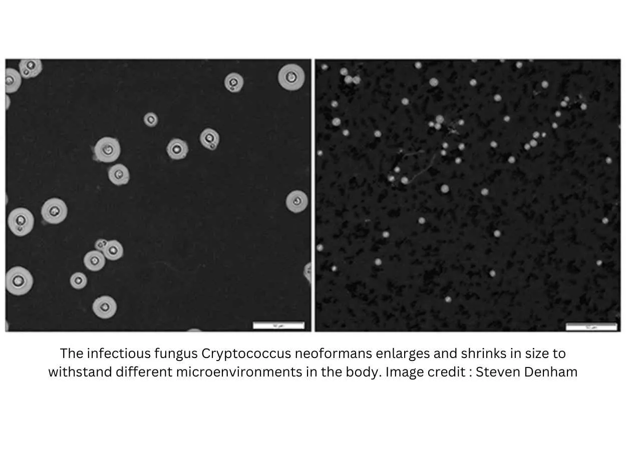 This Fungus Shrinks in Size to Better Infect the Brain