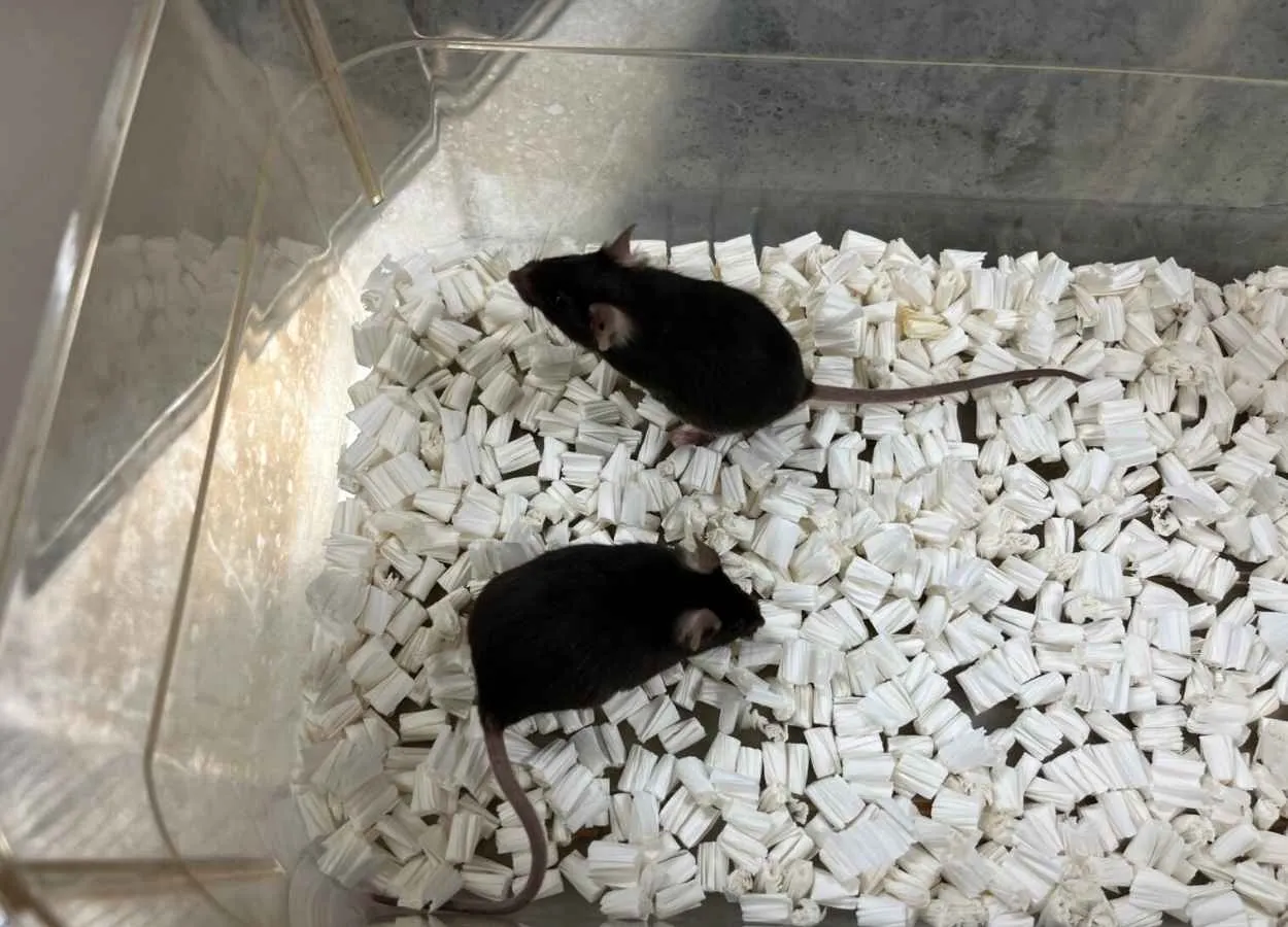  Detecting Alzheimer’s disease in the blood
