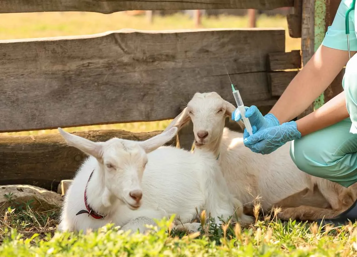 Indian Immunologicals to invest Rs 700 Crores to set up animal vaccine plant