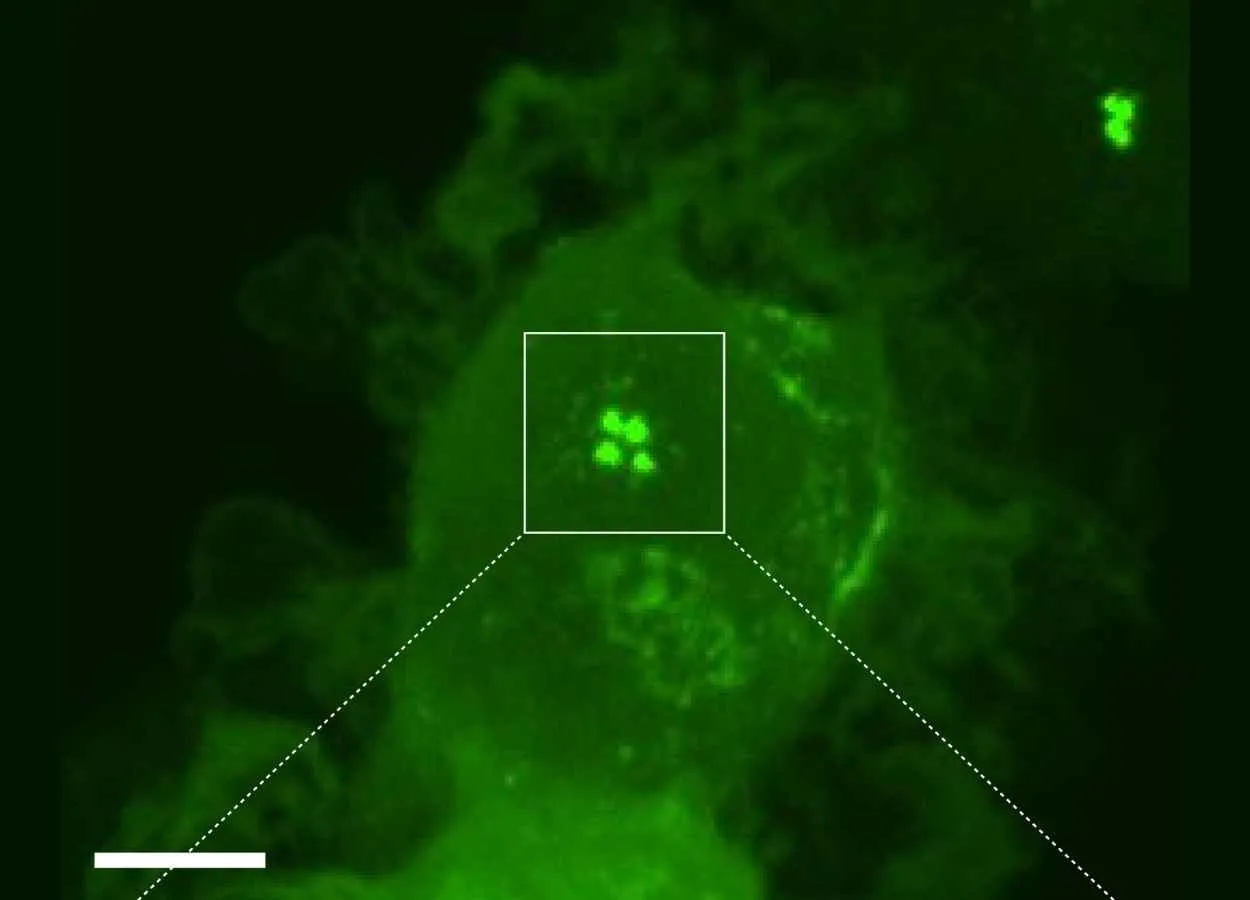 Newly discovered process brings immune cells up to speed