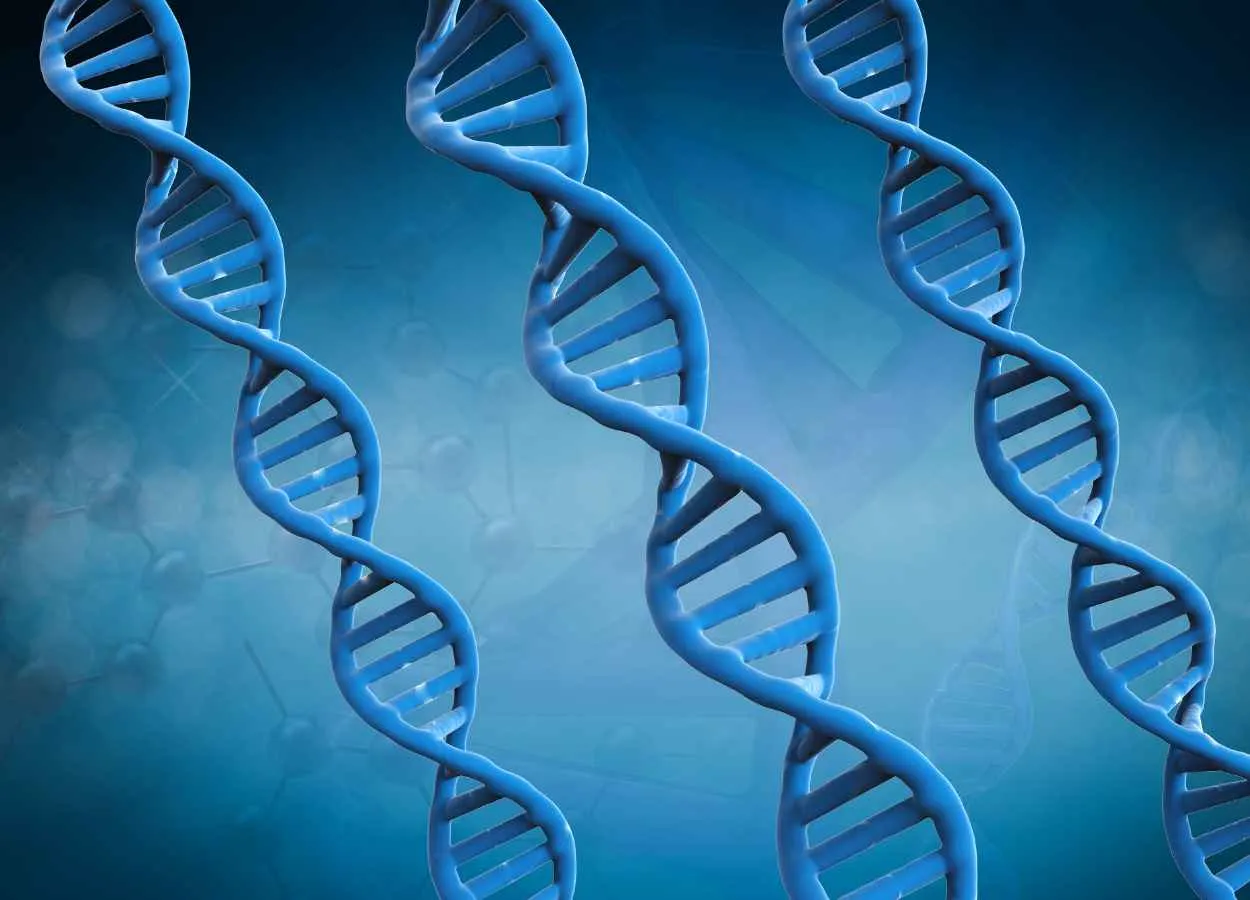 Enzymes could be key to understanding how DNA mutates