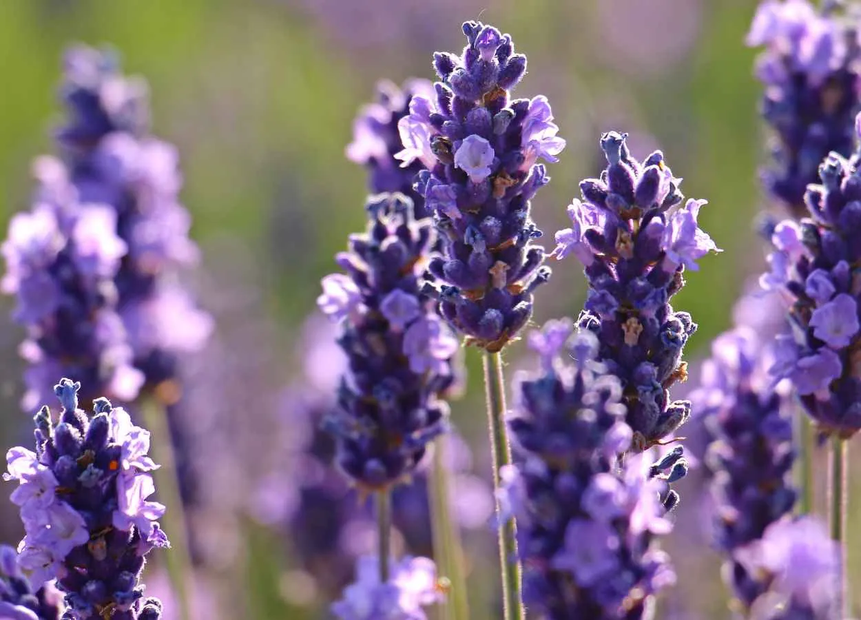 Lavender in Cosmetics