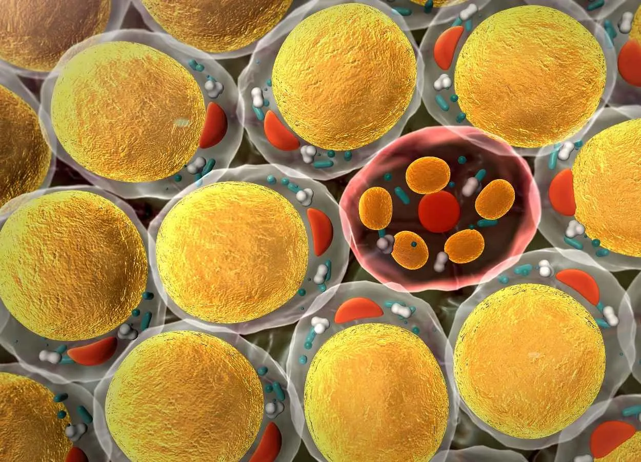 Senescent cells as vaccines against cancer