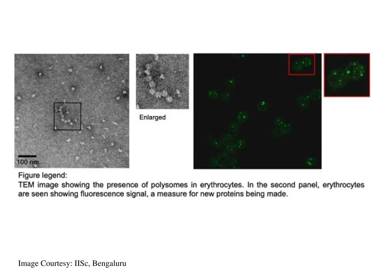 Study unveils protein synthesis in red blood cells