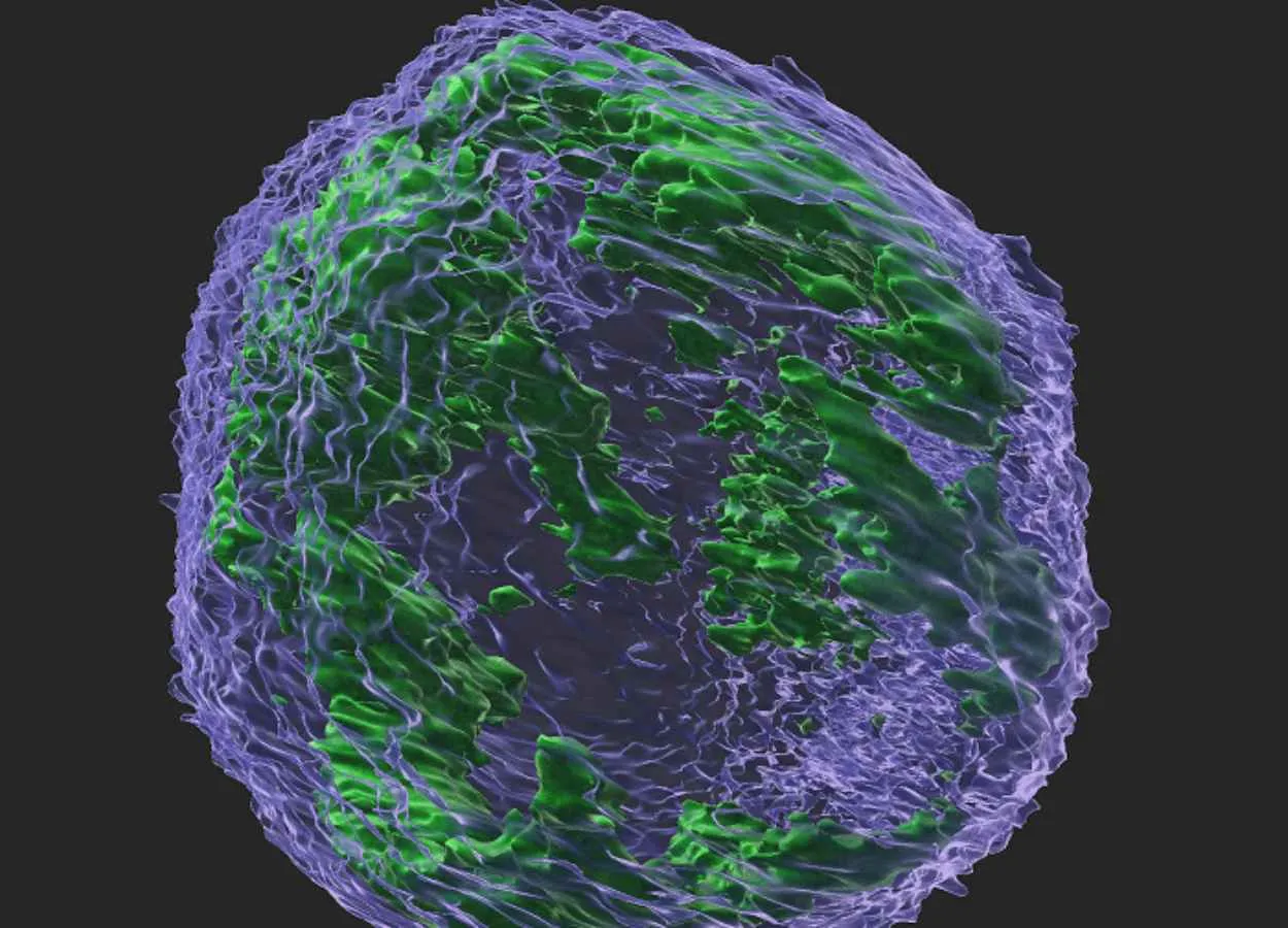 Enzyme that protects against viruses could Fuel Cancer Evolution