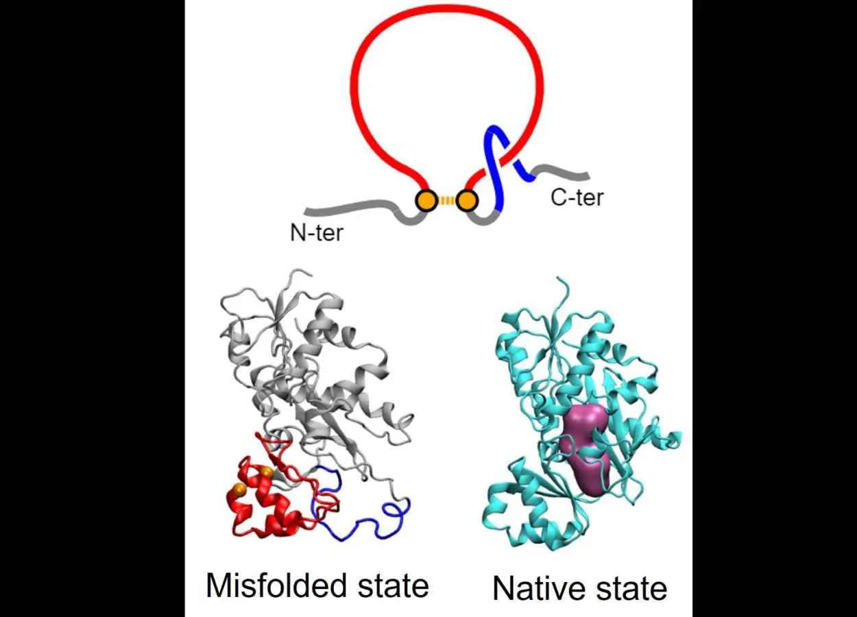 Why synonymous mutations are not always silent