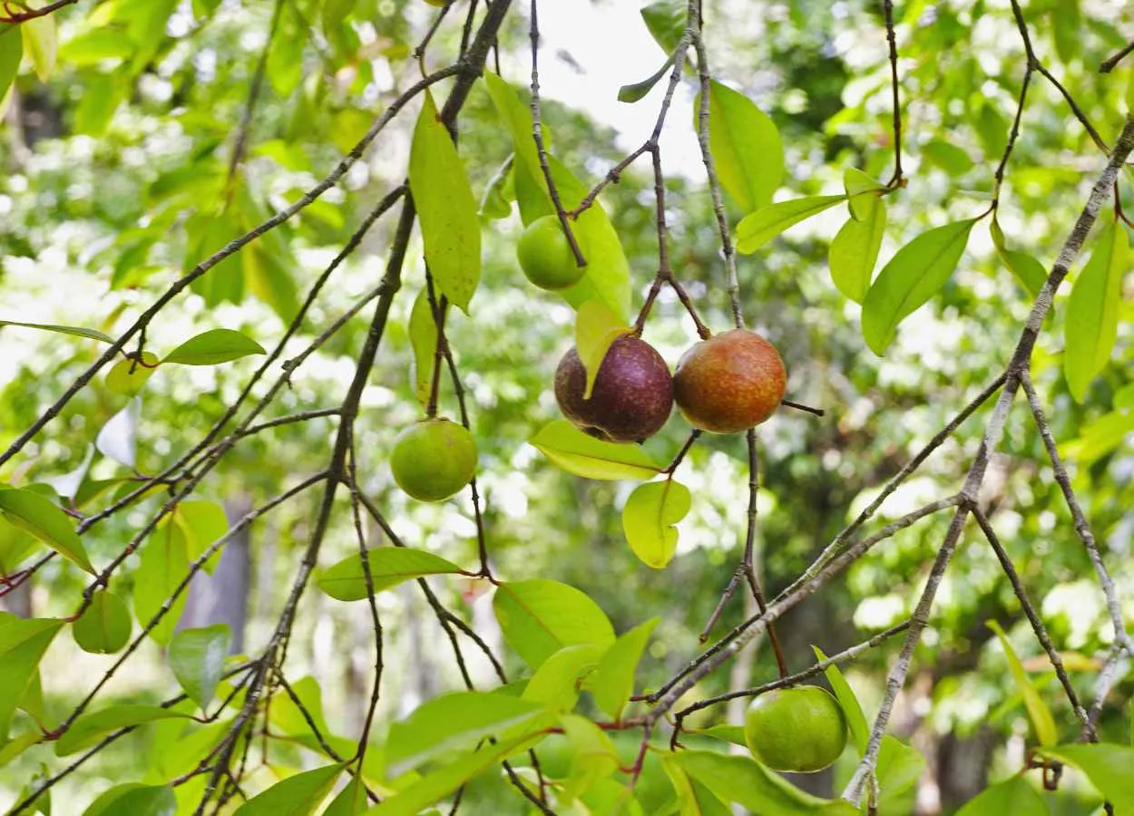 Kokum Butter in Cosmetics