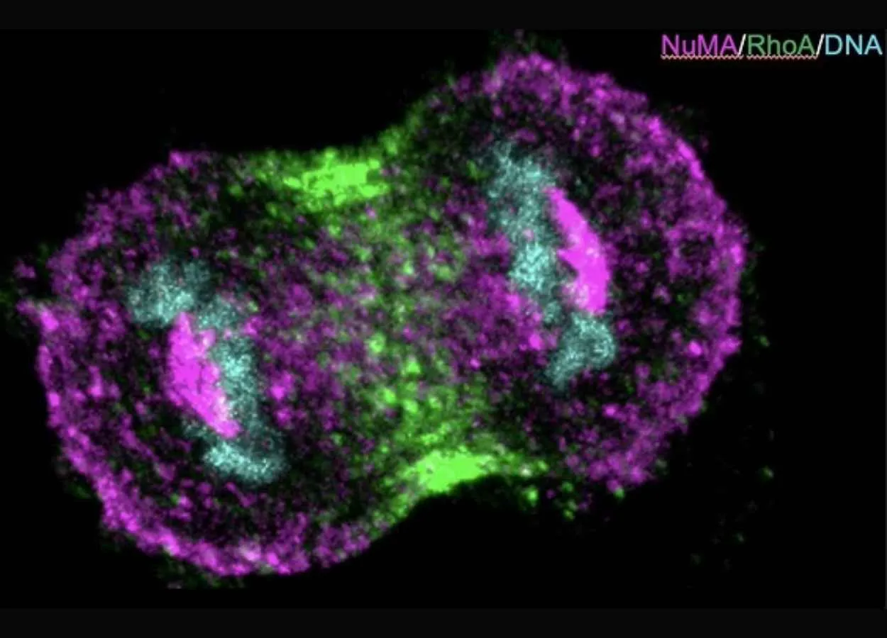 Protein complexes assemble at the cell membrane in a polarised manner