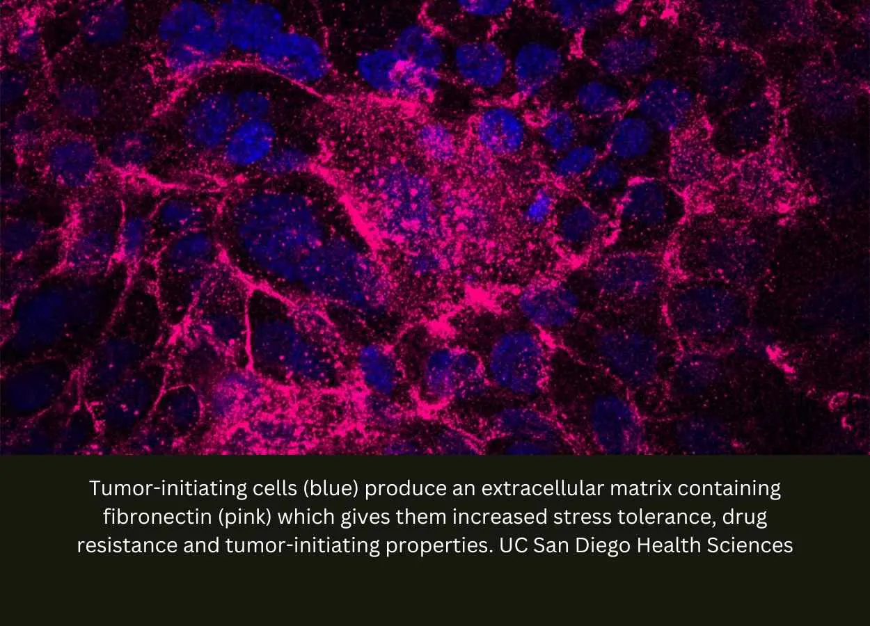 Stress-Tolerant Cells Drive Tumor Initiation in Pancreatic Cancer