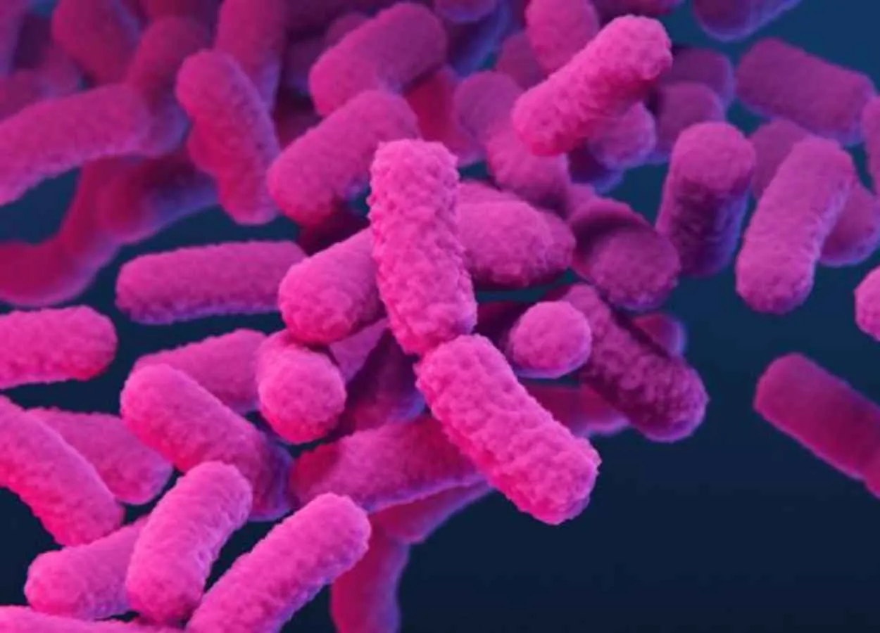 Targeted test for antibiotic resistance in clinical Enterobacter species