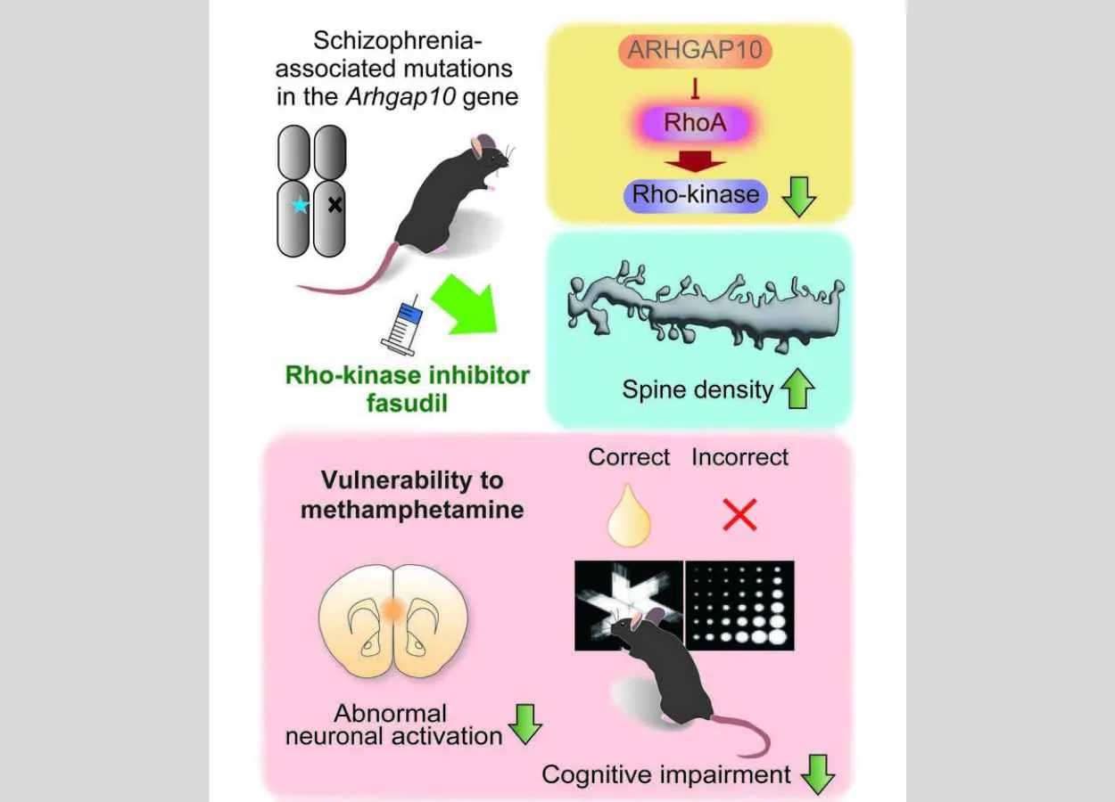 The drug fasudil is found to reverse key symptoms of schizophrenia in mice