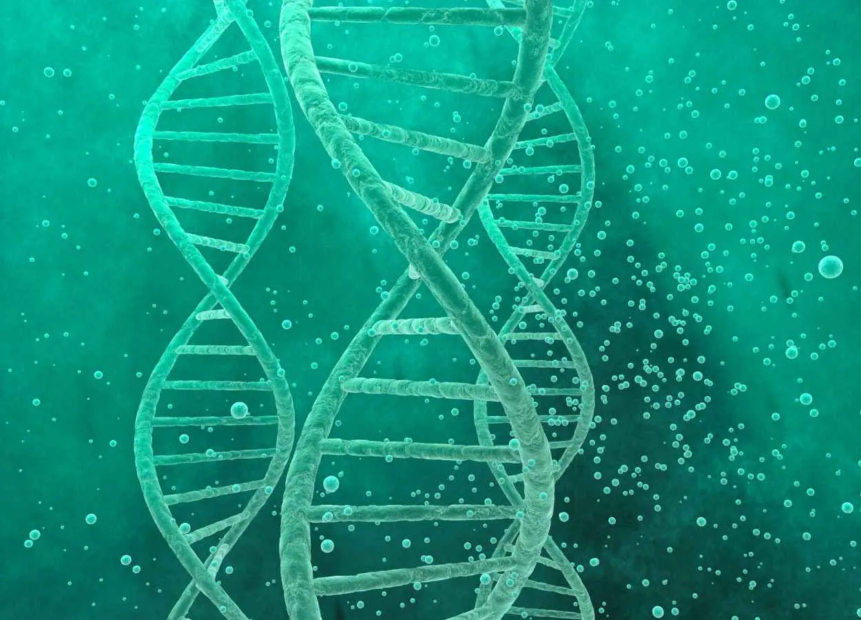 DNA Repair Discovery Could Improve Biotechnology